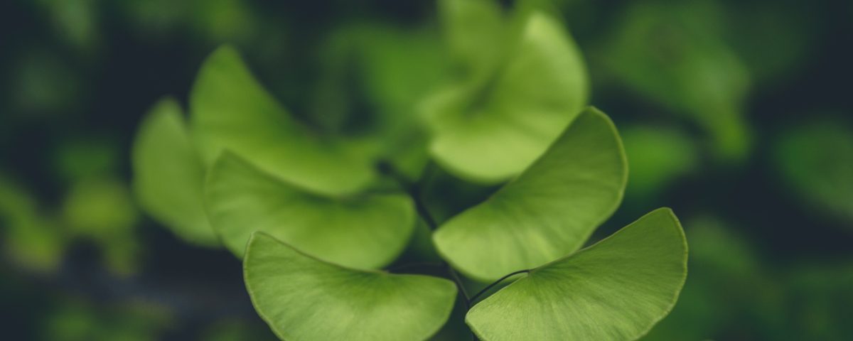 جینکوبیلوبا در تقویت حافظه
