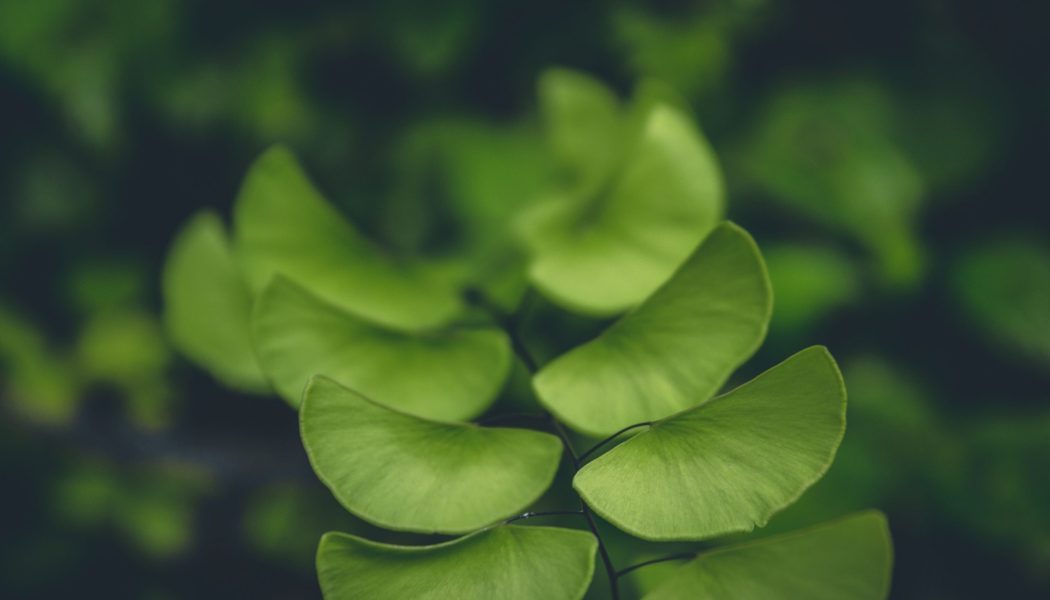 جینکوبیلوبا در تقویت حافظه
